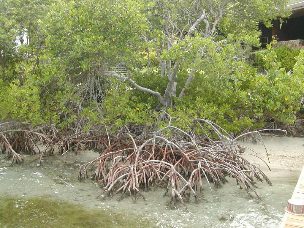 No description provided for: /2011/0510-bvi/_1/photo11.html