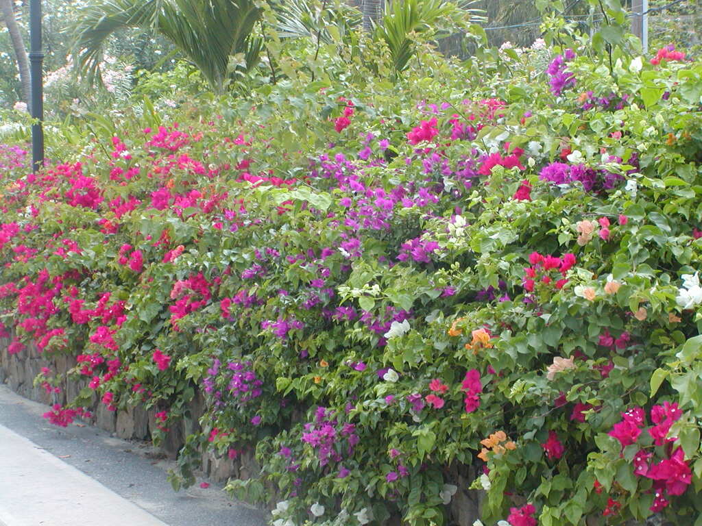 No description provided for: /2011/0510-bvi/_1/photo16.html