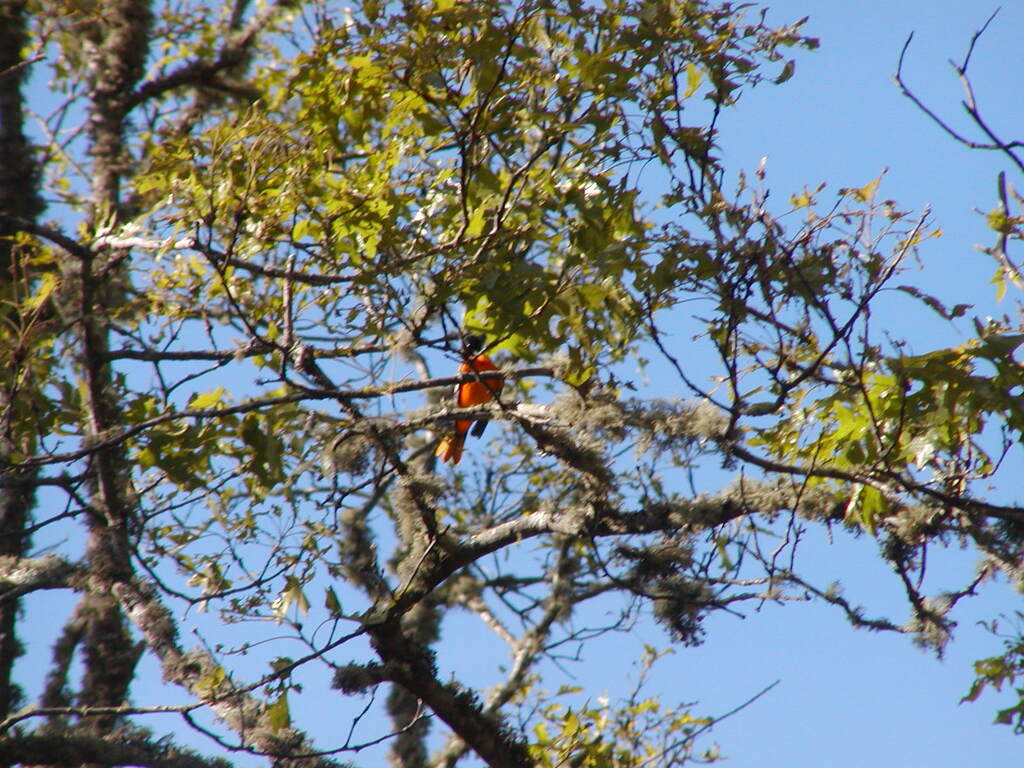 No description provided for: /2011/0605-oriole/photo01.html