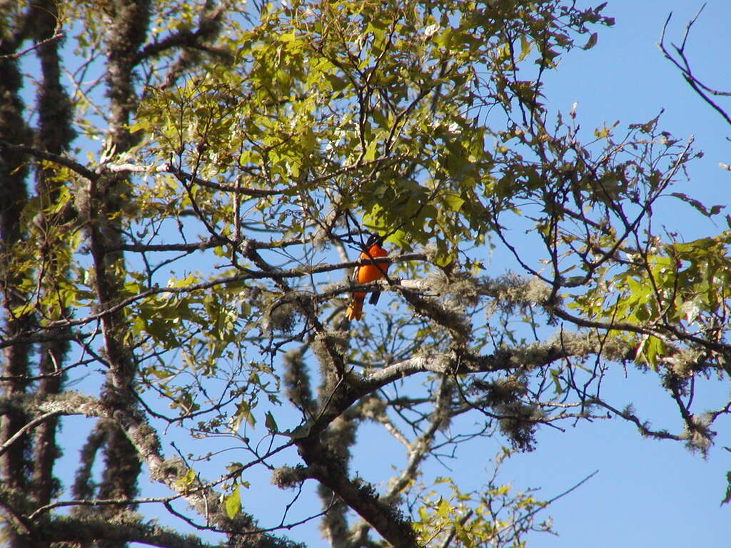 No description provided for: /2011/0605-oriole/photo02.html