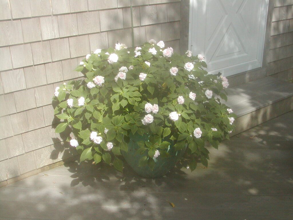 No description provided for: /2011/0910-flowers/photo01.html