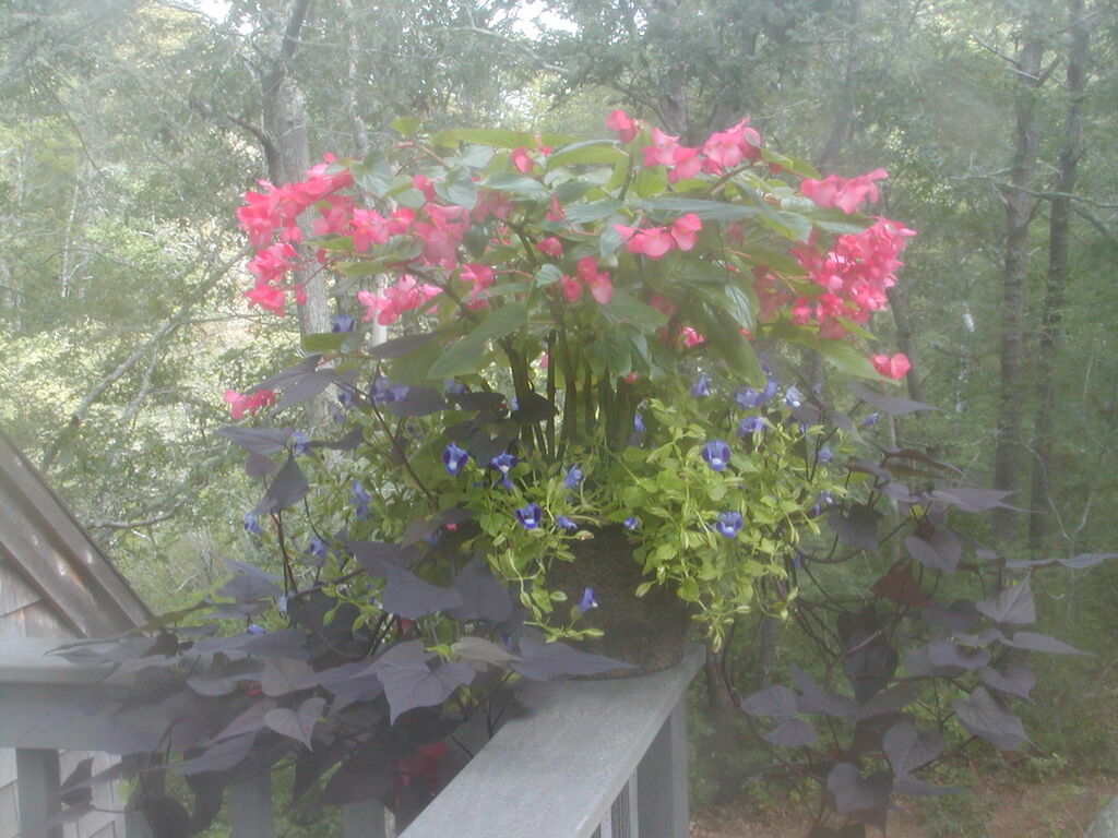 No description provided for: /2011/0910-flowers/photo02.html