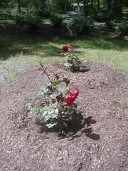 Image file: photo03.jpg