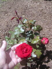 Image file: photo04.jpg