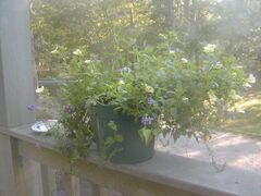 Image file: photo11.jpg