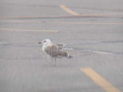 Image file: photo13.jpg