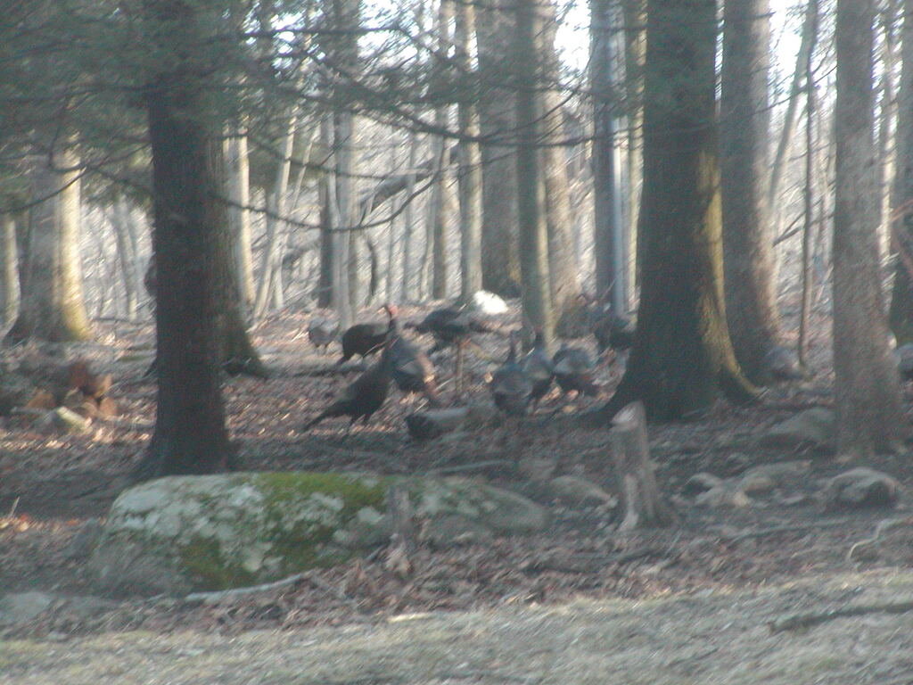 No description provided for: /2012/01-03/0303-turkeys/photo01.html