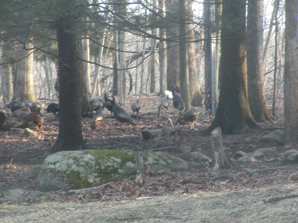 No description provided for: /2012/01-03/0303-turkeys/photo02.html