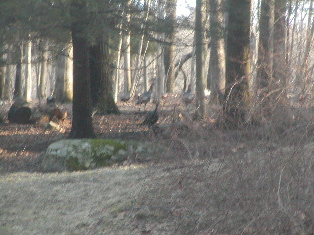 No description provided for: /2012/01-03/0303-turkeys/photo03.html