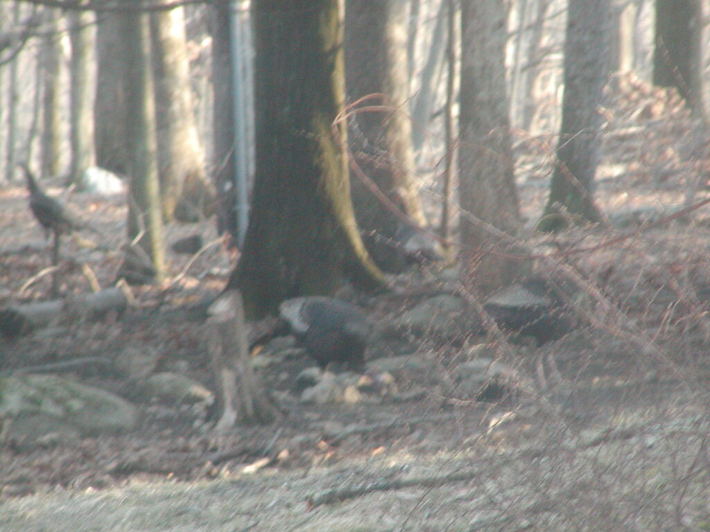 No description provided for: /2012/01-03/0303-turkeys/photo04.html