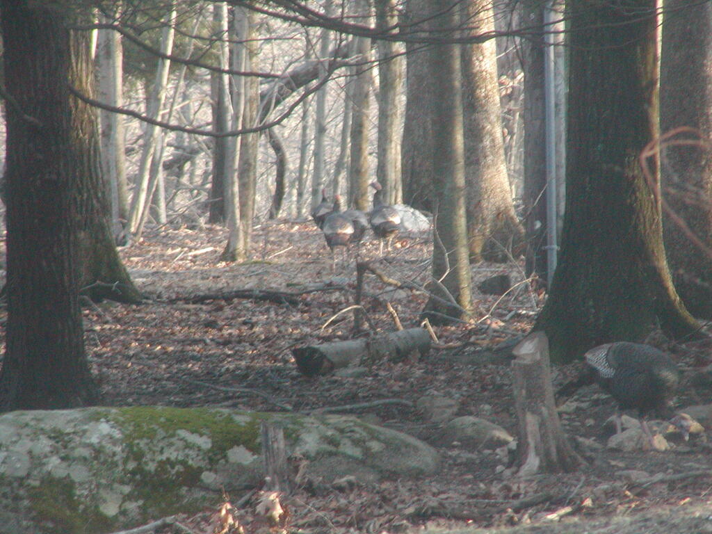 No description provided for: /2012/01-03/0303-turkeys/photo05.html