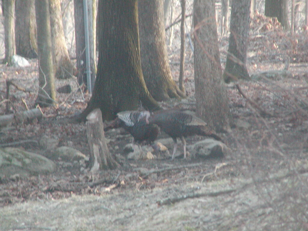 No description provided for: /2012/01-03/0303-turkeys/photo06.html