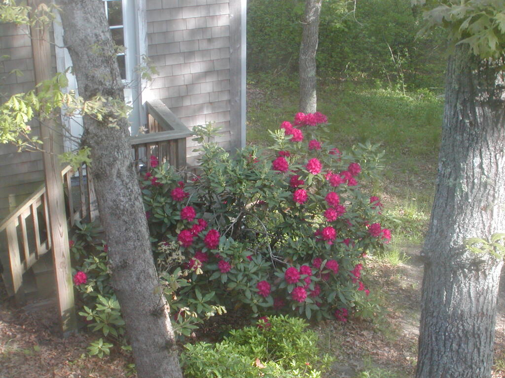 No description provided for: /2012/04-06/0527-rhodies/photo01.html