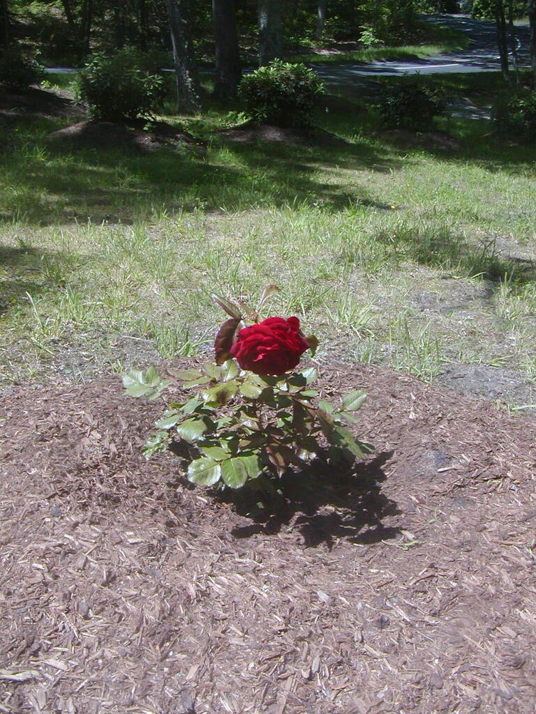 No description provided for: /2012/04-06/0610-roses/photo01.html