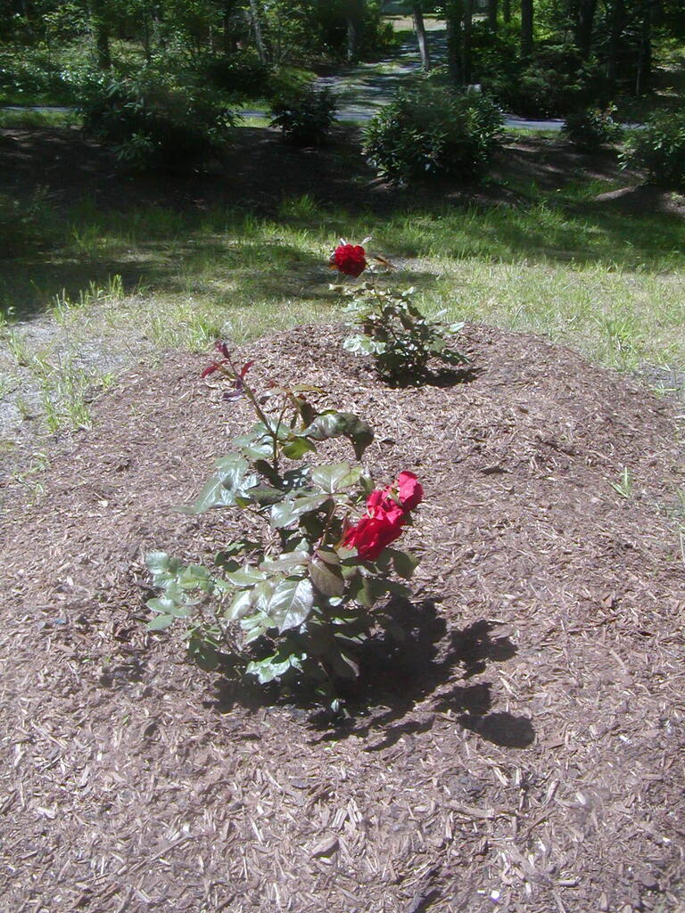 No description provided for: /2012/04-06/0610-roses/photo03.html