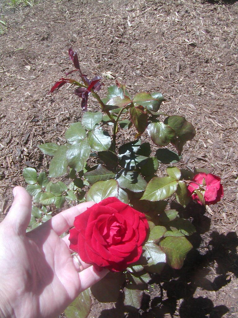 No description provided for: /2012/04-06/0610-roses/photo04.html