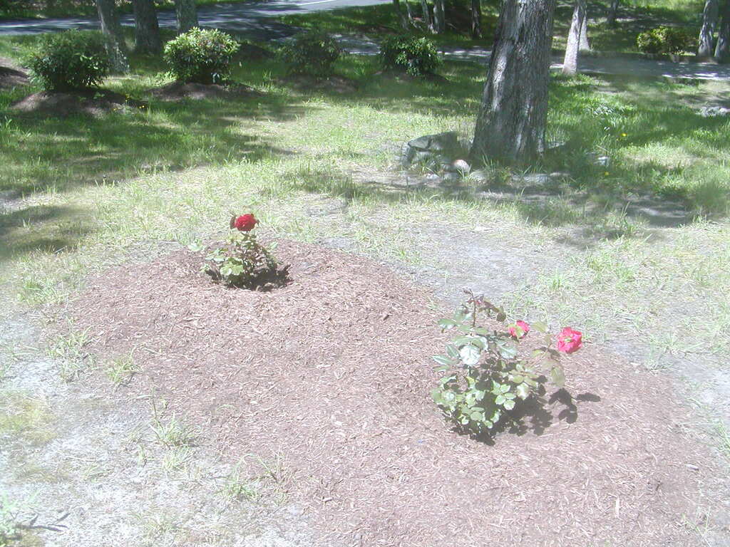 No description provided for: /2012/04-06/0610-roses/photo05.html