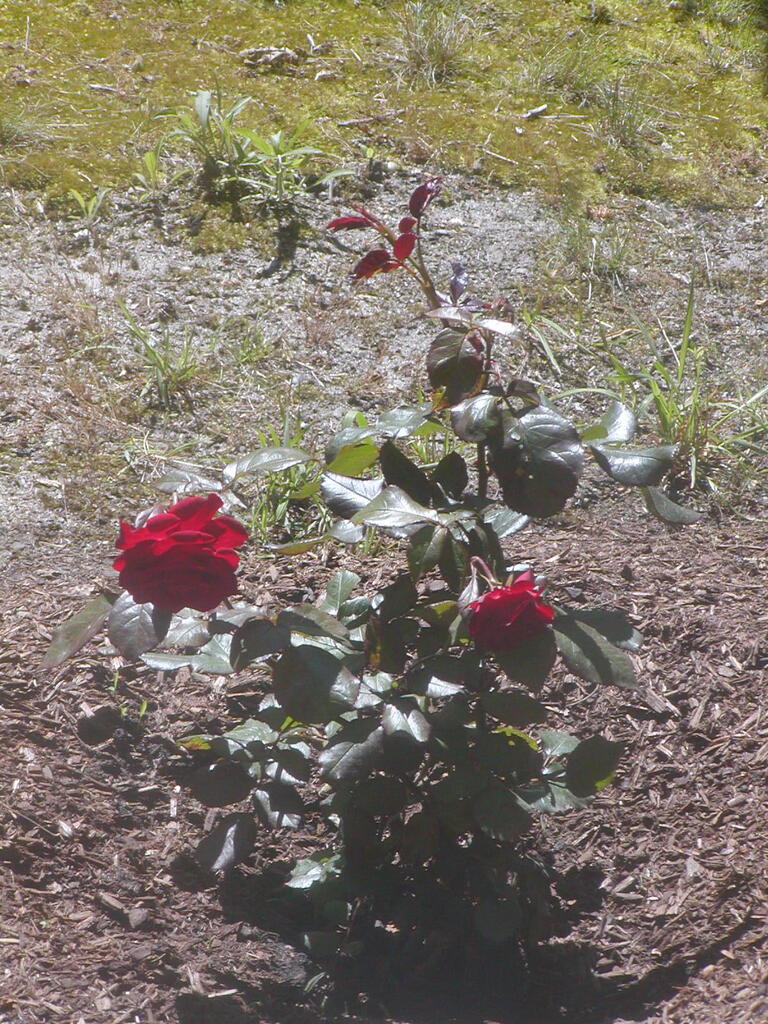 No description provided for: /2012/04-06/0610-roses/photo07.html