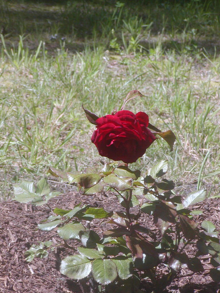 No description provided for: /2012/04-06/0610-roses/photo08.html