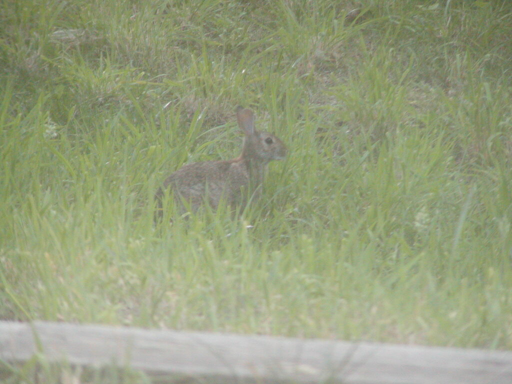 No description provided for: /2012/07-09/0706-rabbit/photo01.html