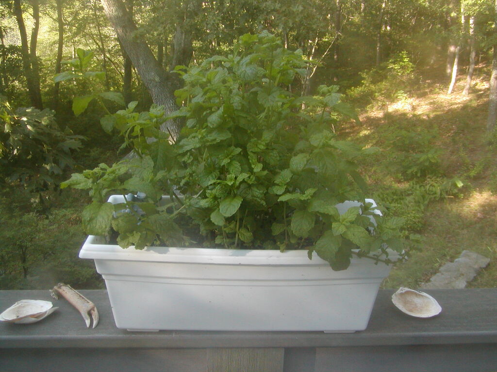 No description provided for: /2012/07-09/0802-deck-plants/photo01.html