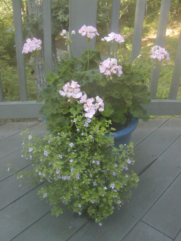 No description provided for: /2012/07-09/0802-deck-plants/photo02.html