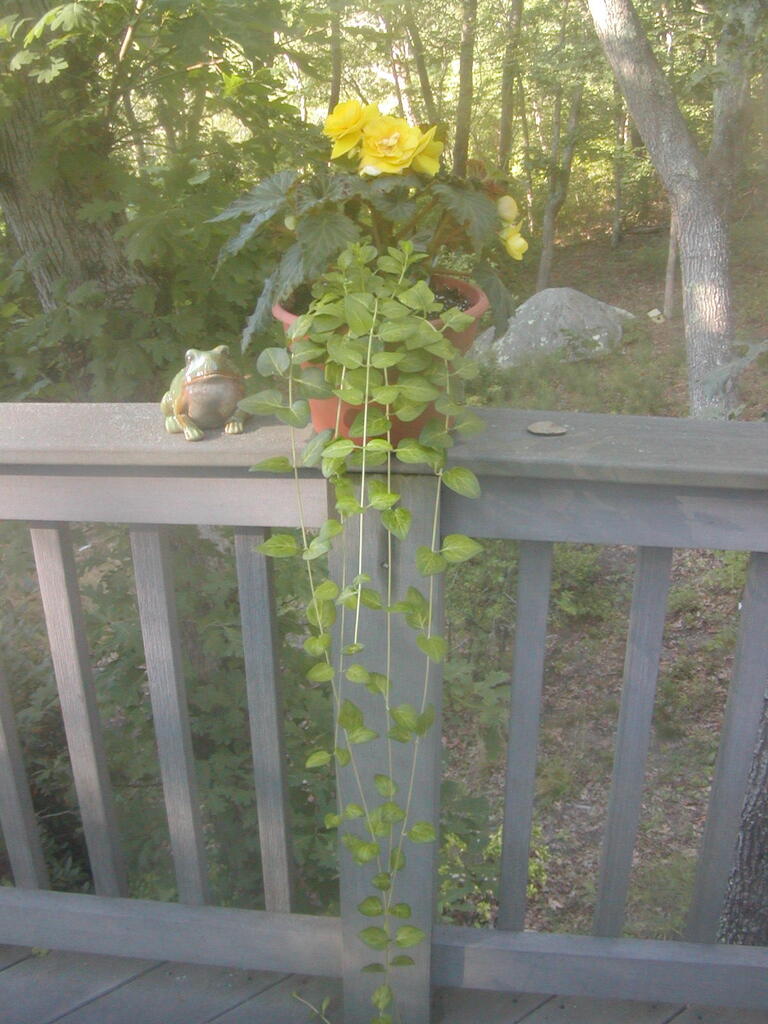 No description provided for: /2012/07-09/0802-deck-plants/photo03.html