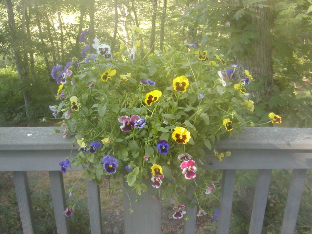 No description provided for: /2012/07-09/0802-deck-plants/photo04.html