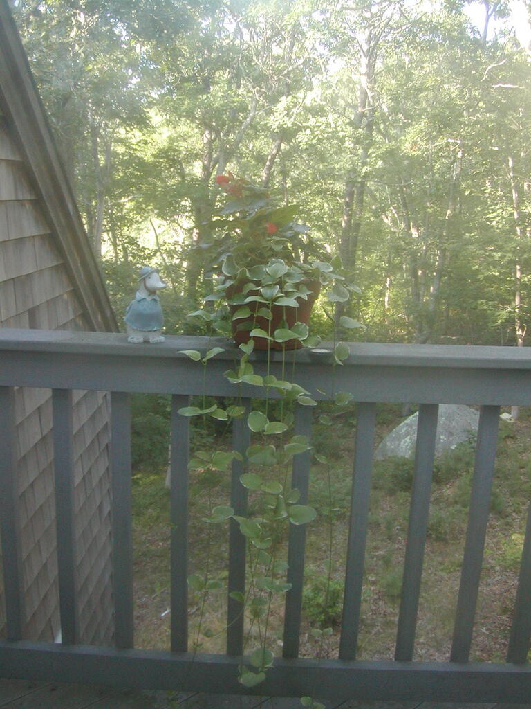 No description provided for: /2012/07-09/0802-deck-plants/photo06.html