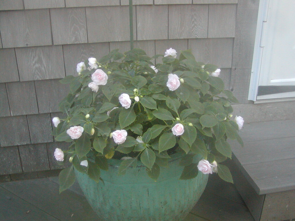 No description provided for: /2012/07-09/0802-deck-plants/photo07.html