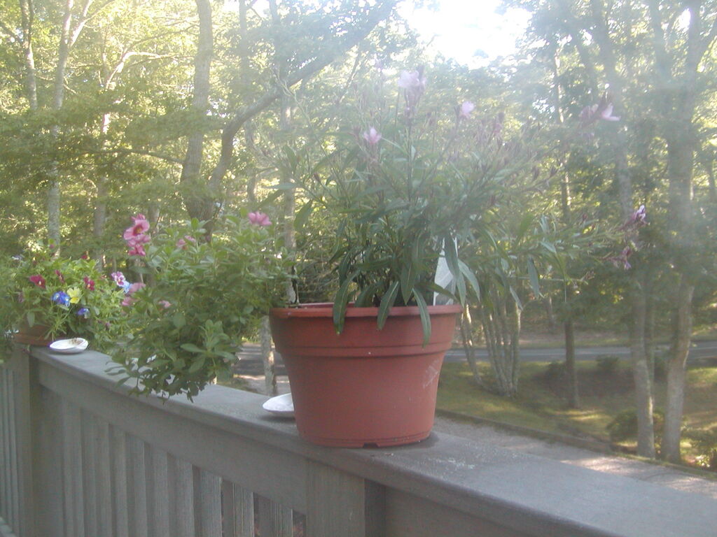 No description provided for: /2012/07-09/0802-deck-plants/photo09.html