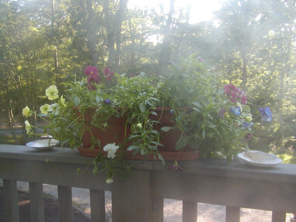 No description provided for: /2012/07-09/0802-deck-plants/photo10.html