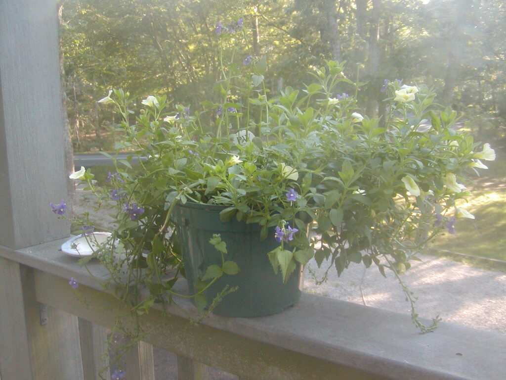 No description provided for: /2012/07-09/0802-deck-plants/photo11.html