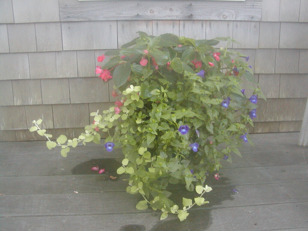 No description provided for: /2012/07-09/0802-deck-plants/photo15.html