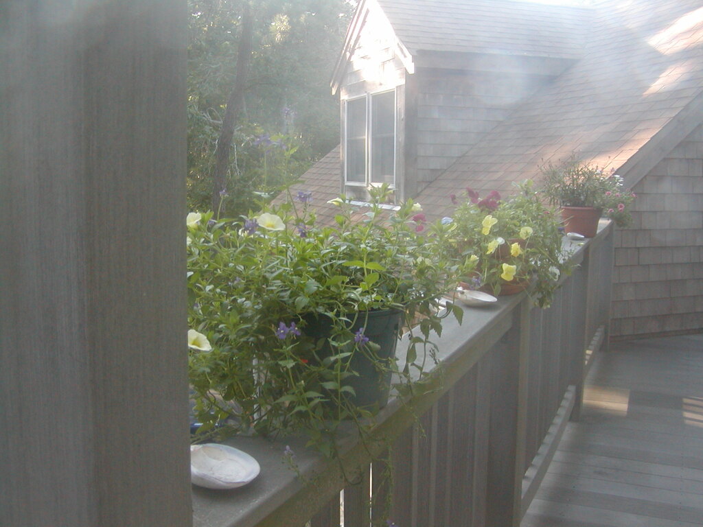 No description provided for: /2012/07-09/0802-deck-plants/photo16.html