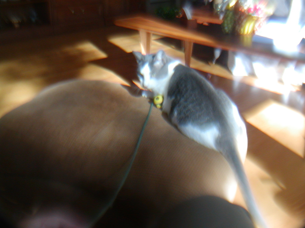 No description provided for: /2012/10-12/1021-sphinx+dogs/photo04.html