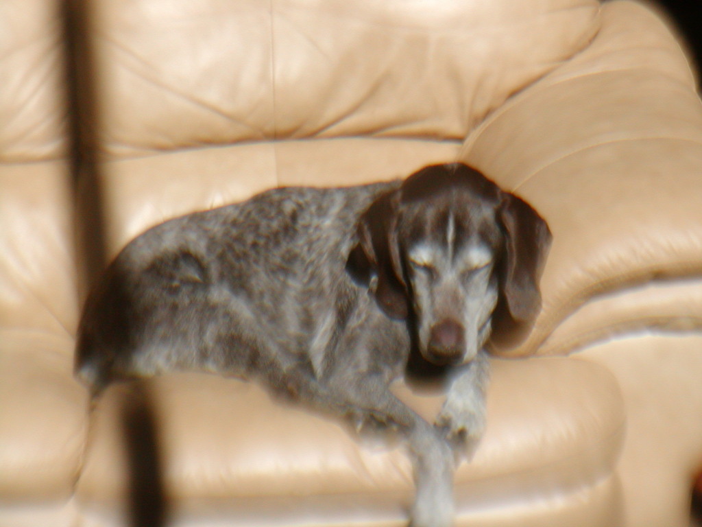 No description provided for: /2012/10-12/1021-sphinx+dogs/photo06.html