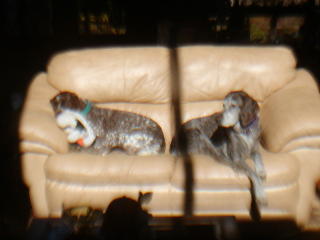 No description provided for: /2012/10-12/1021-sphinx+dogs/photo08.html