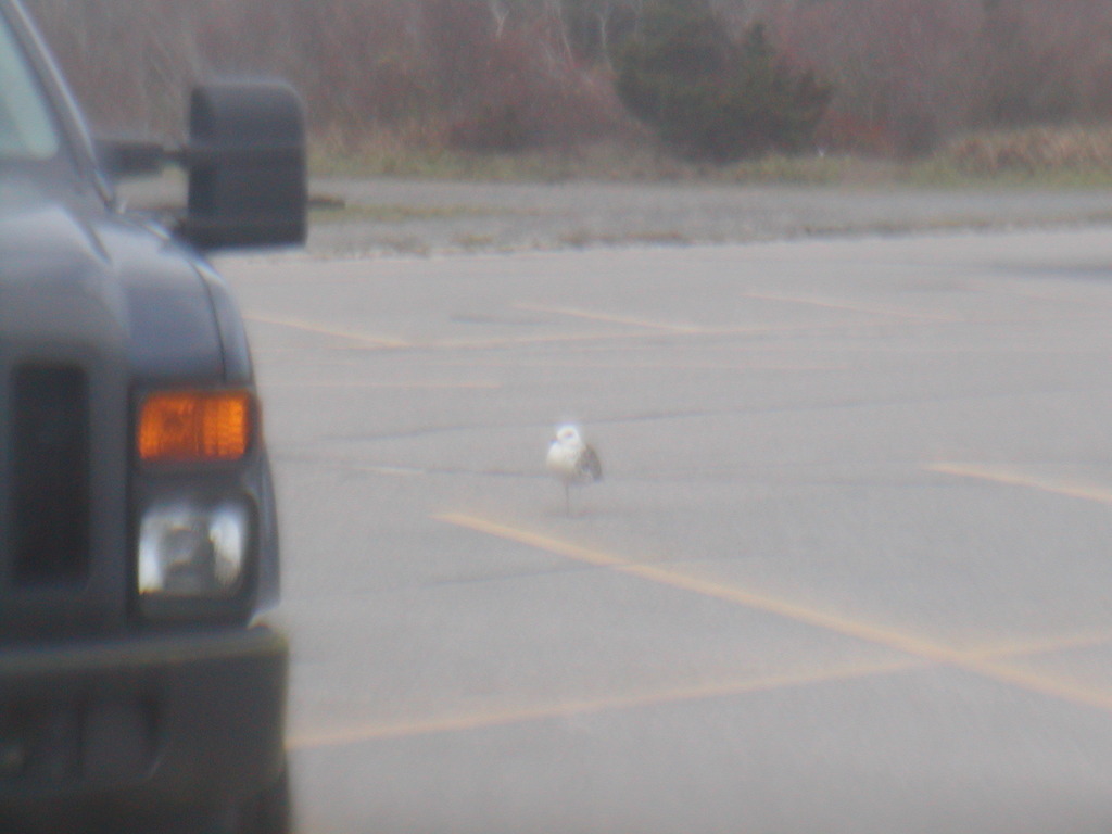 No description provided for: /2012/10-12/1030-sandy-nauset/photo12.html