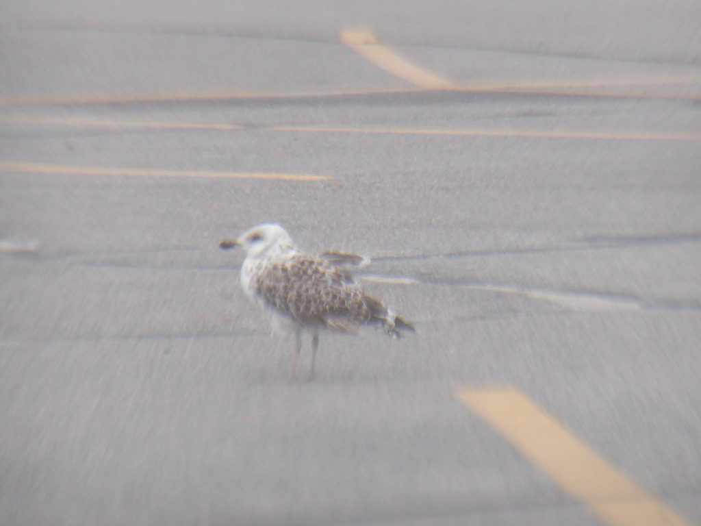 No description provided for: /2012/10-12/1030-sandy-nauset/photo13.html