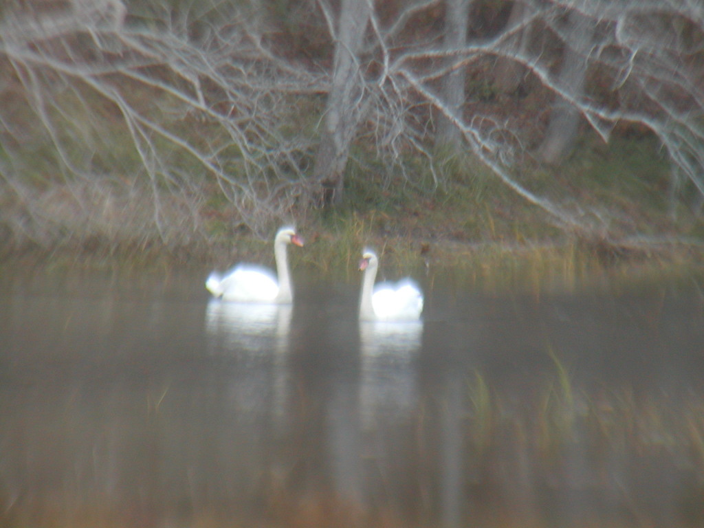 No description provided for: /2012/10-12/1030-sandy-qhc-beach/_2/photo26.html