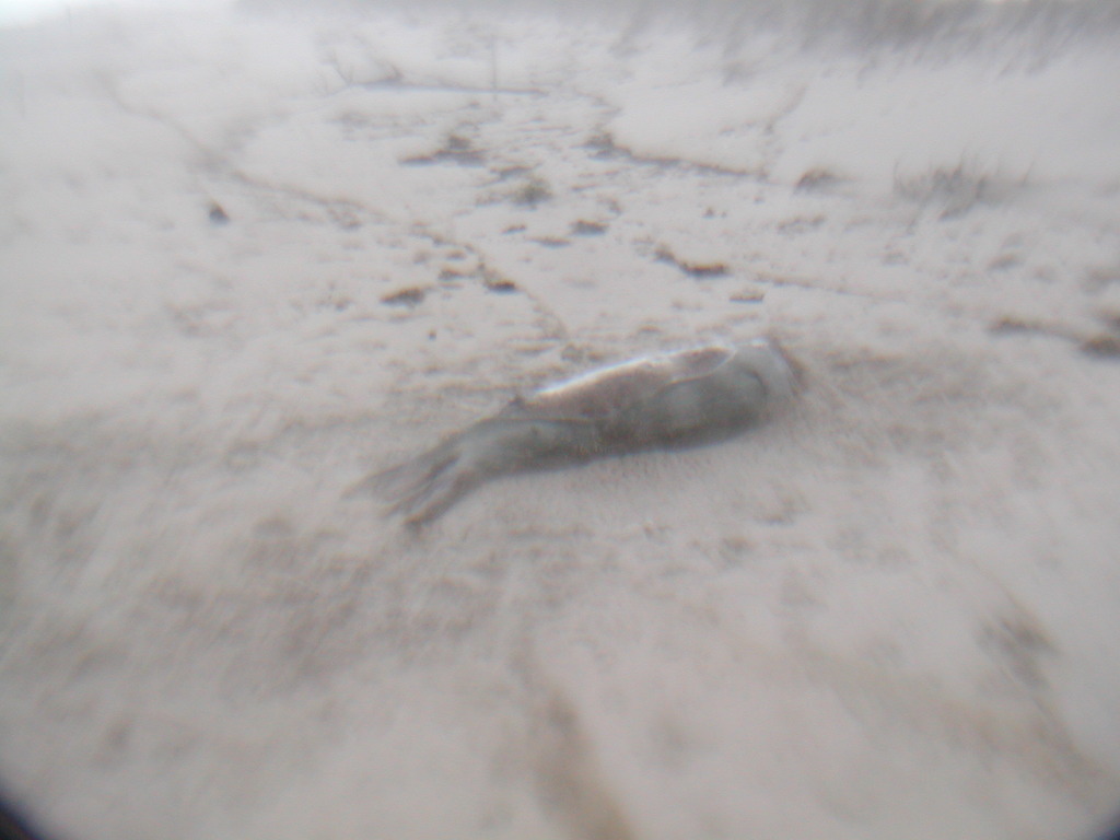 No description provided for: /2012/10-12/1030-seal/photo01.html