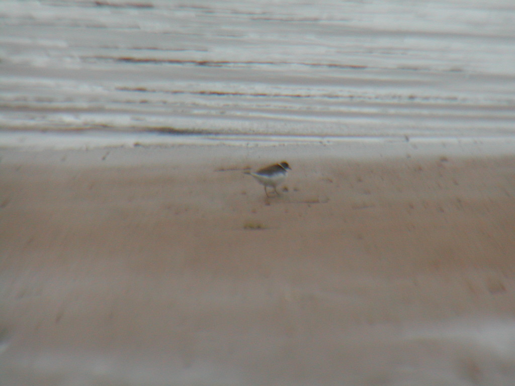 No description provided for: /2012/10-12/1031-sail-after-sandy/_1/photo10.html