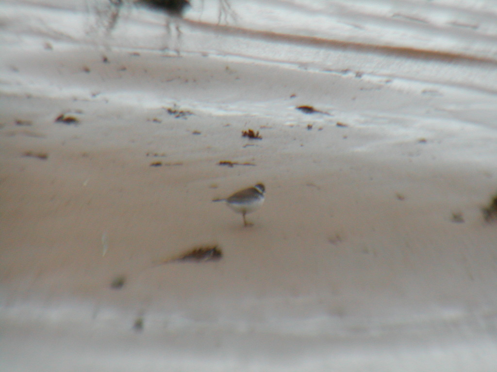 No description provided for: /2012/10-12/1031-sail-after-sandy/_1/photo11.html