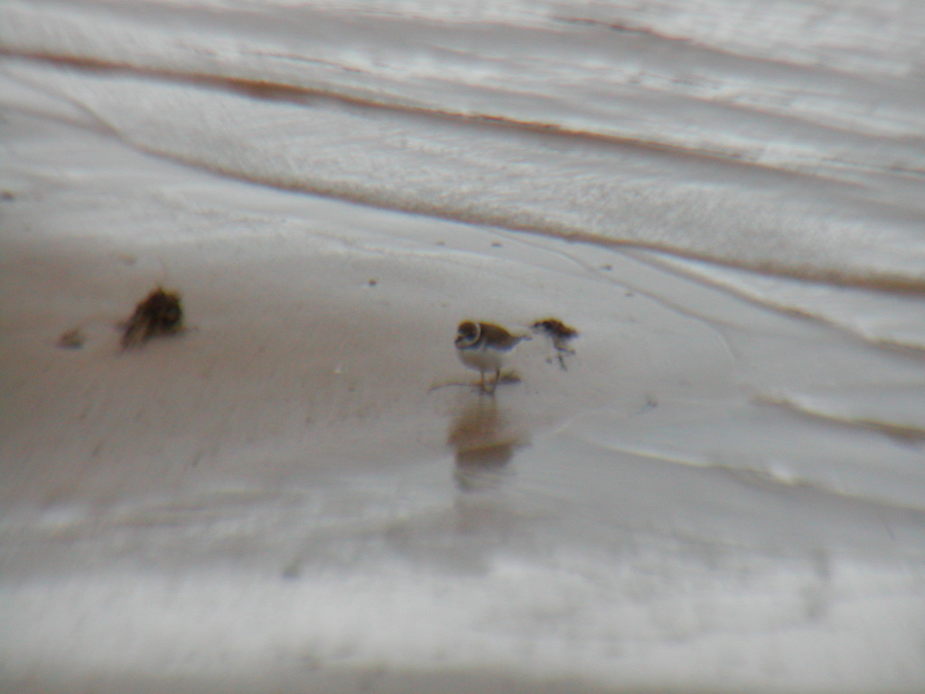 No description provided for: /2012/10-12/1031-sail-after-sandy/_1/photo12.html