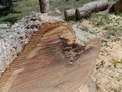 Image file: photo17.jpg