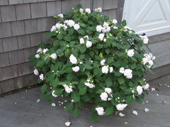 Image file: photo07.jpg