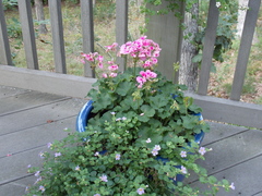 Image file: photo14.jpg