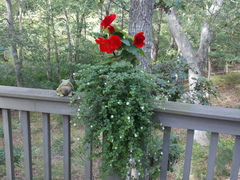 Image file: photo15.jpg