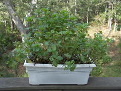 Image file: photo17.jpg